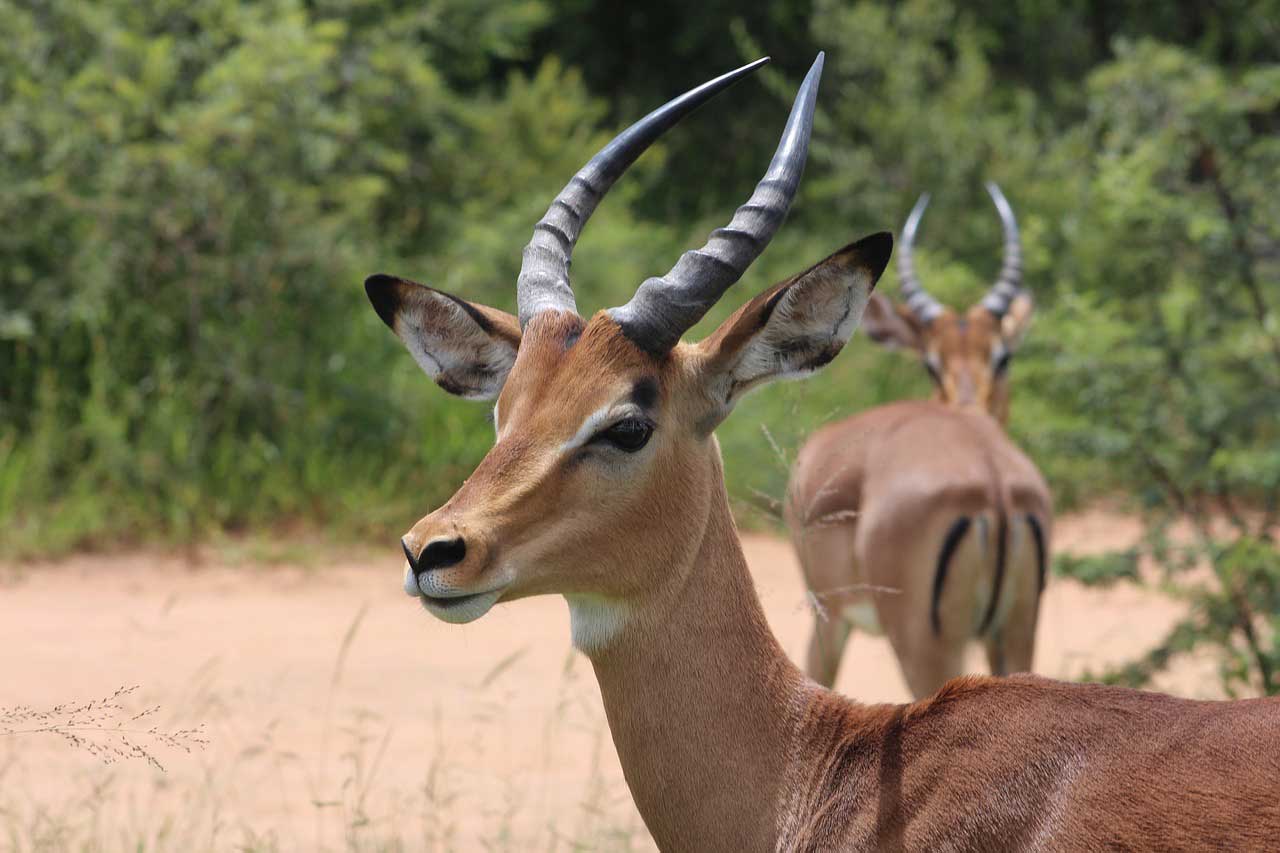 Besuchen Sie die Jagdfarm Namibia