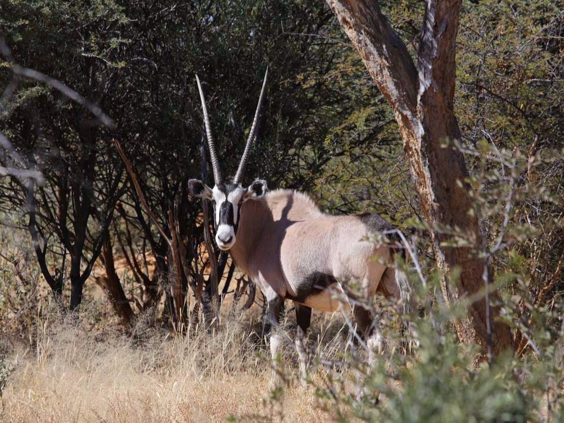 Wildbeobachtung Waterberg