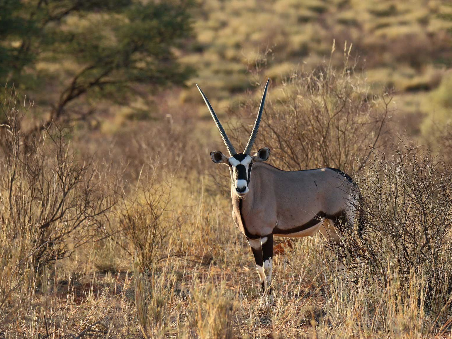 Wildbeobachtung auf der Gästefarm in Namibia