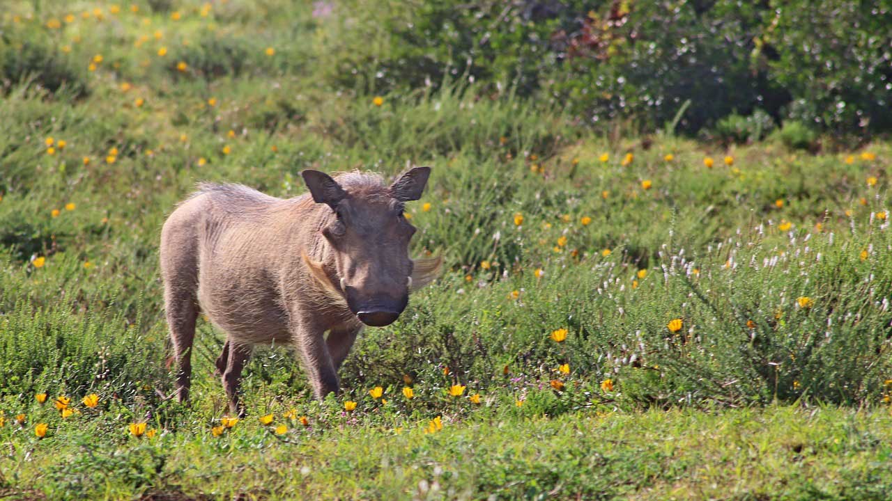 Namibia Jagdfarm 